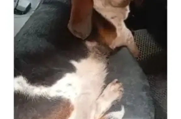 Найдена собака, Ростов-на-Дону, фото: Собака найдена: Красноармейская, 11, Ростов