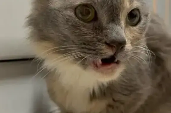 Найдена кошка, Иваново, фото: Котенок найден на Революционной, 24 к4