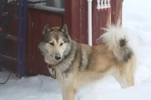 Найдена собака, Верх-Катунский сельсовет, фото: Собака найдена: Спуск, Верх-Катунский