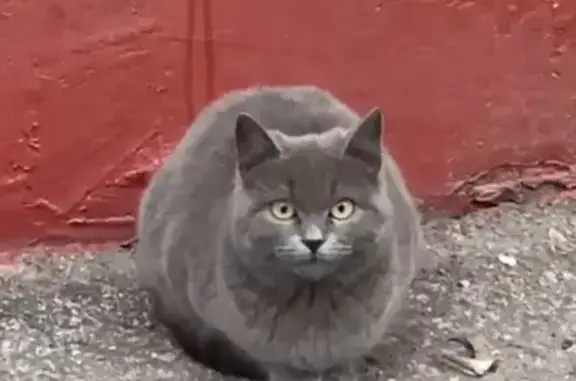 Найдена кошка, Тамбов, фото: Кошка найдена, ул. Рылеева, 64А, Тамбов