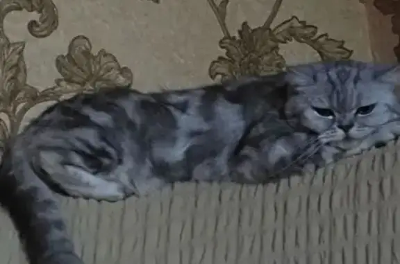 Кошки потеряшки, Сочи, фото: Потеряшка кошка, Сочи, Белорусская 2