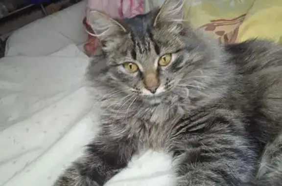 Найдена кошка, Борисоглебск, фото: Кошка найдена: Солдатская ул., Борисоглебск