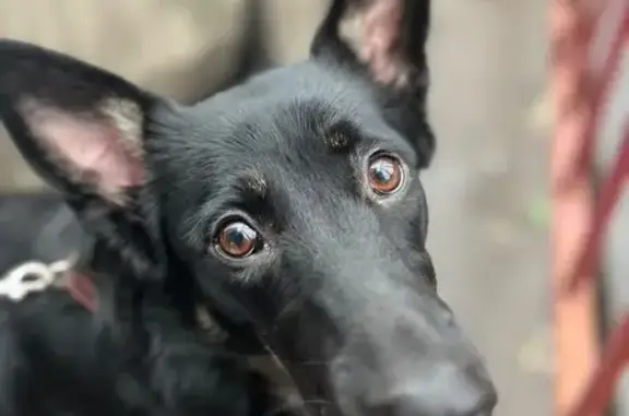 Найдена собака, Реутов, фото: Собака найдена: Комсомольская 21 к1, Реутов