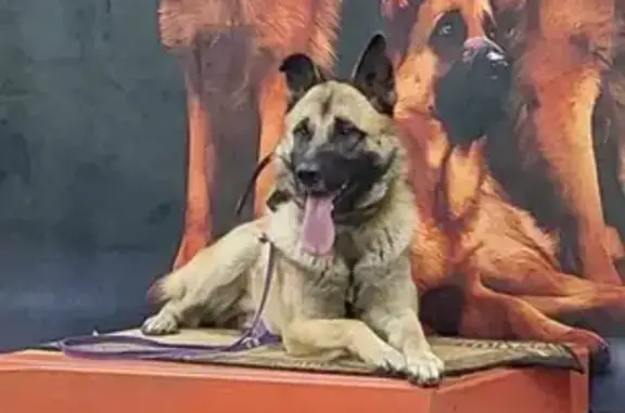 Собаки потеряшки, Корнилово, фото: Потеряшка собака Дэм, Корнилово, Гагарина 29