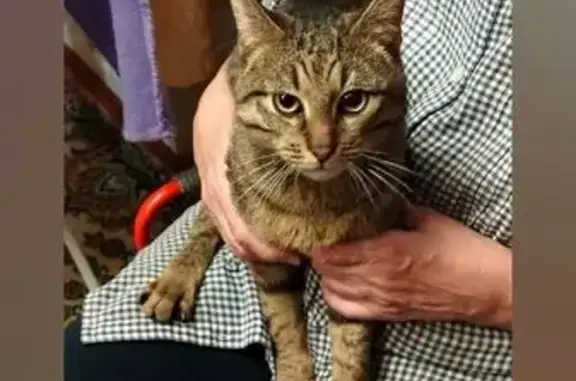 Найдена кошка, Апатиты, фото: Найдена кошка, ул. Гайдара 12, Апатиты