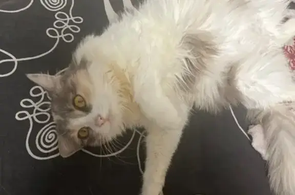 Кошки потеряшки, Волгоград, фото: Потеряшка кошка, Волгоградская 107, Волгоград