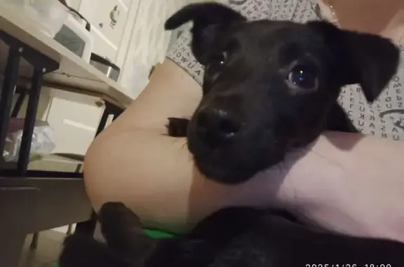 Щенок найден: Старичков переулок, 2/1