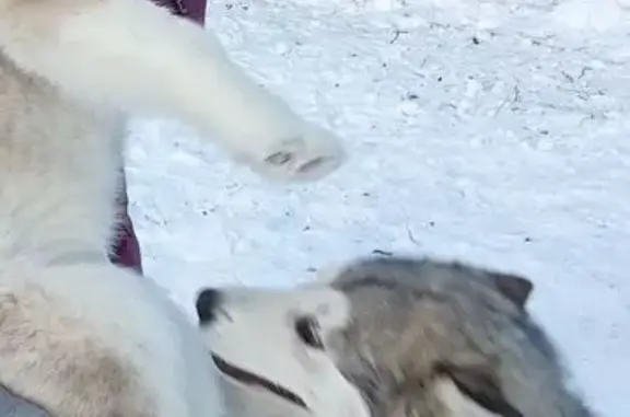 Собаки потеряшки, Маганский сельсовет, фото: Потеряшкаи маламуты, Маганский с/с, Кр. край