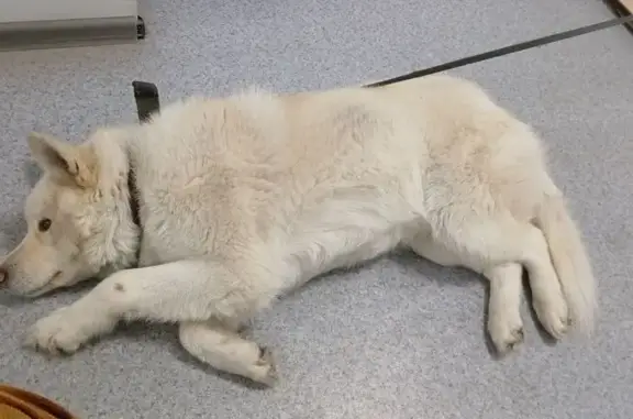 Найдена собака, Екатеринбург, фото: Собака найдена: Селькоровская 126, Екб