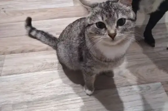 Найдена кошка, Волоколамск, фото: Кошка найдена: Тихая ул., 9, Волоколамск