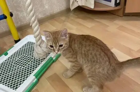 Кошка найдена на ул. Щорса, 2, Тюмень