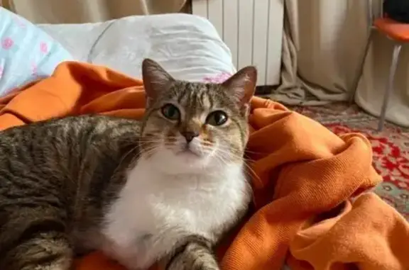 Объявления о пропавших и найденных животных, Белорецк, фото: Кошка на трёх лапах, Ударников 41, Белорецк