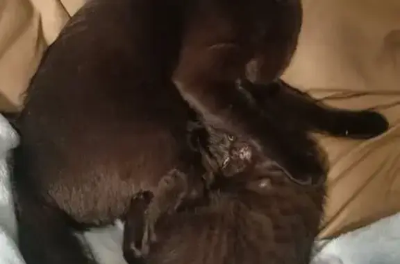 Кошки потеряшки, Петрозаводск, фото: Потеряшка черная кошка, Чернышевского 24