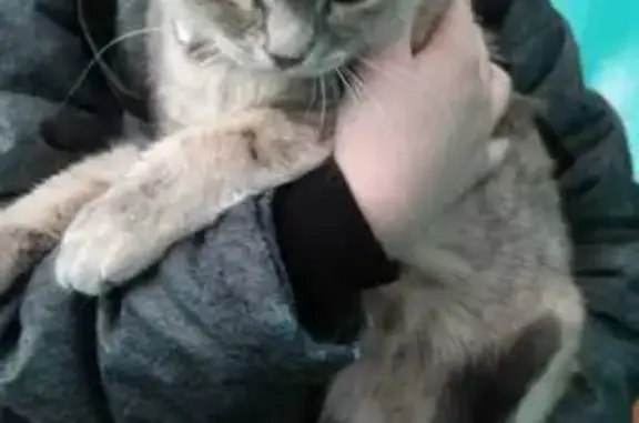 Найденные животные Ачинск, фото: Найдена кошка, Ачинск, 4