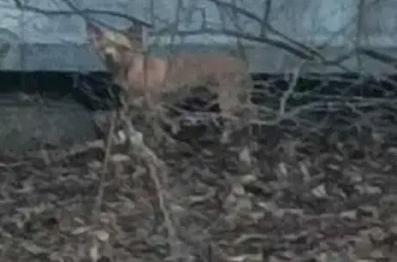 Найдена собака, Москва, фото: Собака на 1-я Дубровская ул., 14 к1