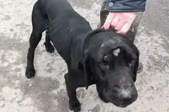 Найденные животные Ростов-на-Дону, фото: Собака найдена на ул. Черевичкина, 95