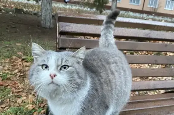 Найдена кошка, Черкесск, фото: Кошка у колледжа, пр. Ленина, 23, Черкесск