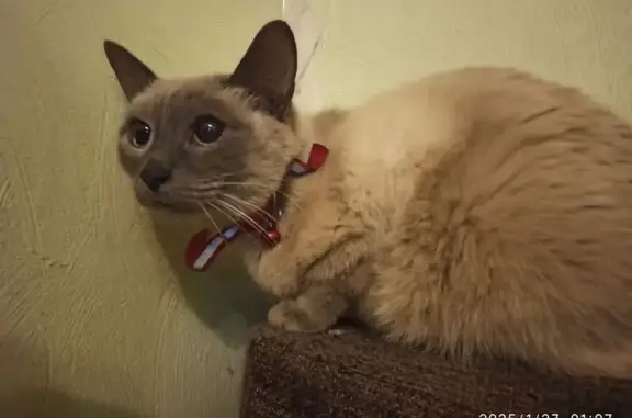 Найдена кошка, Королёв, фото: Сиамская кошка найдена на Сакко и Ванцетти, 20