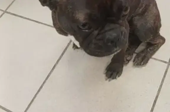 Собака найдена в Калмыкии, тел. 89996700260