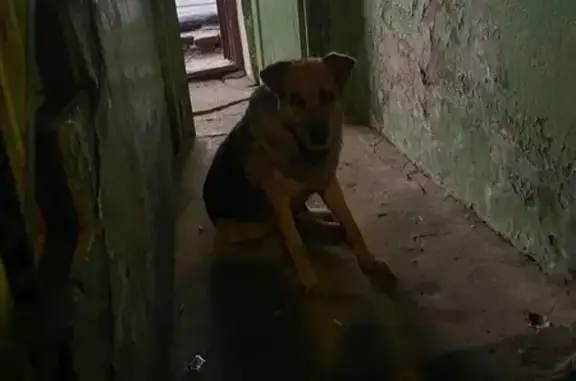 Найдена собака, Панковка, фото: Собака найдена у Индустриальная, 26, Панковка