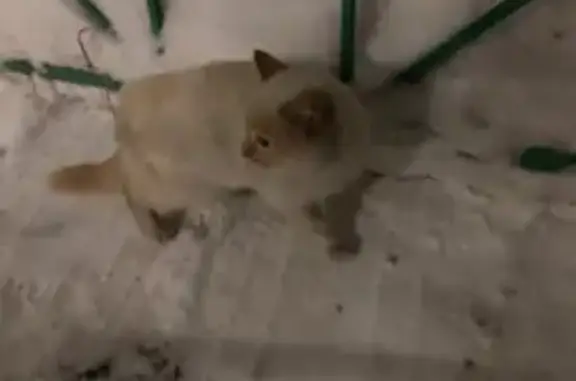 Кошка найдена: ул. Вайнера 43, Первоуральск