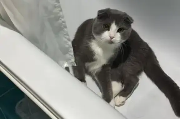 Кошки потеряшки, Масаловка, фото: Потеряшка кошка в районе М4 «Дон»