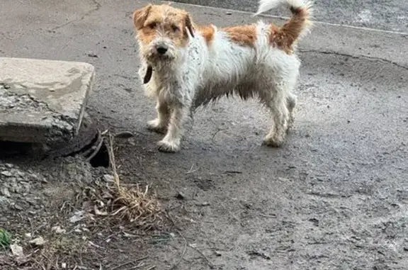 Найдена собака, , фото: Собака найдена: Волгоградская 161, Алчевск