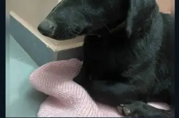 Найдена собака, Ростов-на-Дону, фото: Собака найдена: пр. Стачки, 25, Ростов-на-Дону