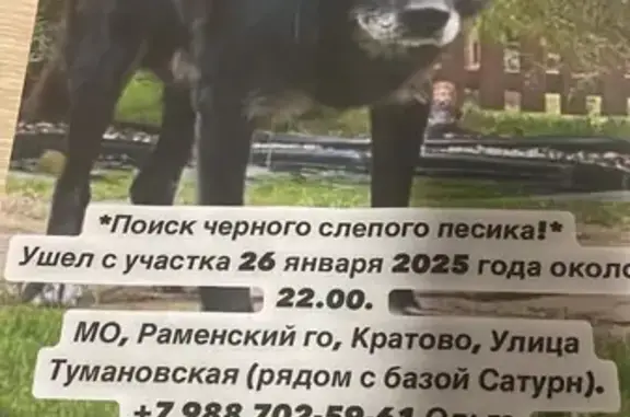 Собаки потеряшки, Московская область, фото: Потеряшка собака в МО, слепой, 2.5 года назад.