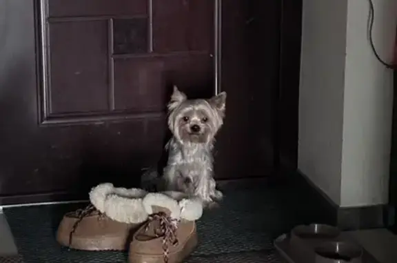 Найдена собака, Уфа, фото: Собака найдена: Уфа, ул. Гафури, 27