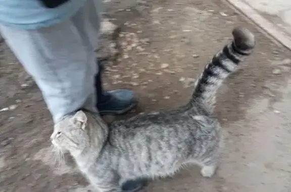 Найдена кошка, Саратов, фото: Кошка найдена, Барнаульская 32, Саратов