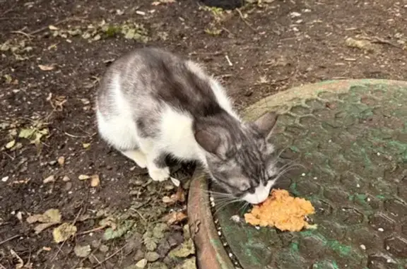 Кошка найдена: Партизанская ул, 24, Москва