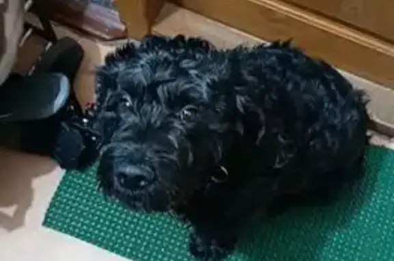 Собаки потеряшки, , фото: Потеряшка собака, ул. Щусева, Вел. Новгород