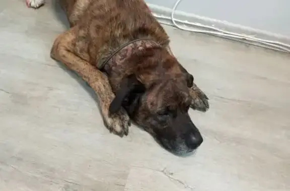 Найдена собака, Морозовское, фото: Собака найдена: Средняя дорога, Морозовское