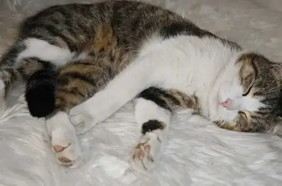 Кошки потеряшки, Армавир, фото: Потеряшка кот, ул. Карла Маркса, 70, Армавир