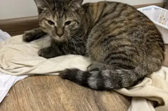 Кошка найдена в мкр Солнечный, Чита