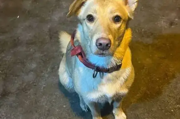 Найденные животные Казань, фото: Собака найдена: ул. Шуртыгина 8, Казань