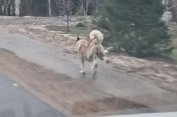 Найдена собака, Борзые, фото: Собака найдена на Песочной ул., 202
