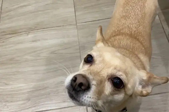 Найдена собака, Уфа, фото: Чихуахуа найдена на проспекте Октября, Уфа