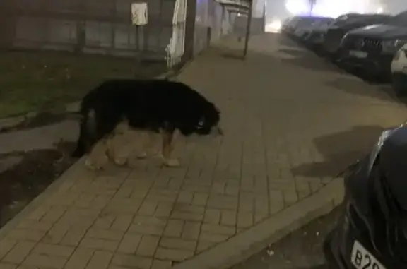 Найдена собака, Ростов-на-Дону, фото: Собака найдена: Большая Садовая 134