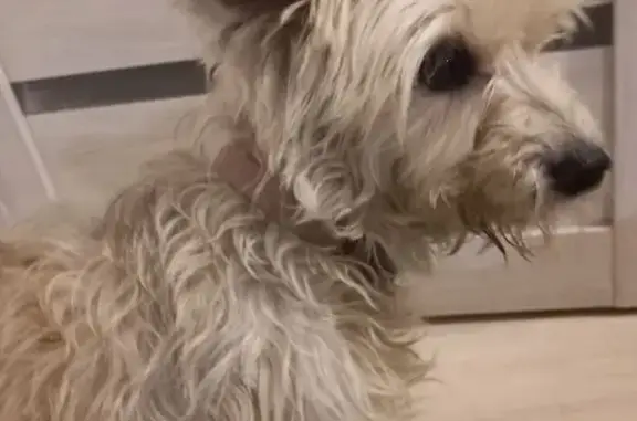 Найдена собака, Новая ул., 1А, Григорьевское