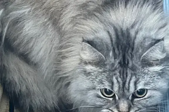 Найдена кошка, Прохладный, фото: Кошка найдена на Боронтова 167/1