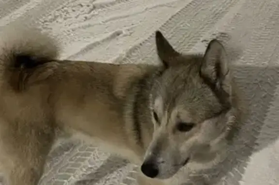 Найдена собака, Петрозаводск, фото: Собака найдена: пр. Карла Маркса, 1А