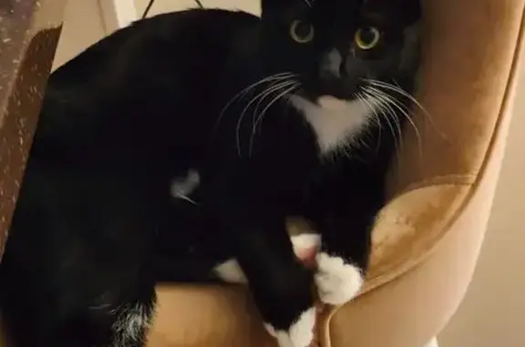 Кошки потеряшки, , фото: Потеряшка кошка, Морская ул, 21