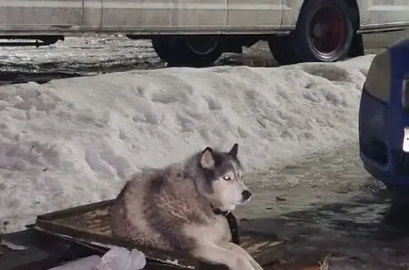 Найдена собака, Казань, фото: Хаски найдена: Давликеевская, 7, Казань