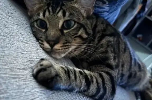 Кошки потеряшки, Жуково (смоленский), фото: Потеряшка кошка, ул. Мира, 25, Жуково