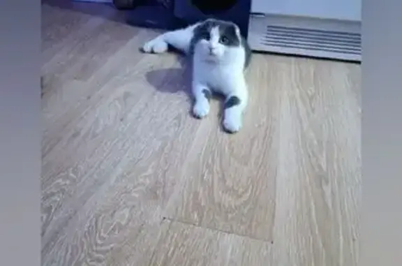 Кошка найдена: 41К-154, Плодовское