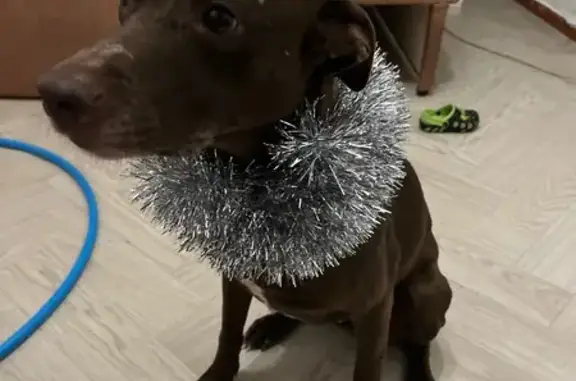 Собаки потеряшки, Свердловская область, фото: Потеряшка собака Гучи, Екатеринбург