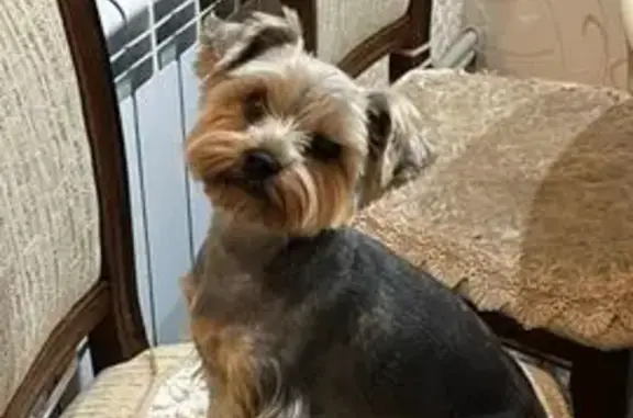 Собаки потеряшки, Московская область, фото: Потеряшка собака в СНТ Лапино 28.01.25