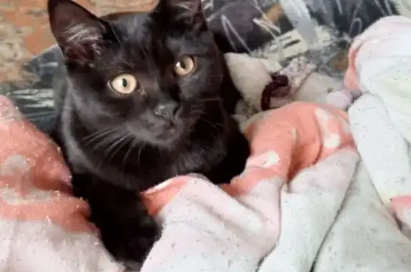 Кошки потеряшки, Котлас, фото: Потеряшка кот, ул. Кирова 39, Котлас